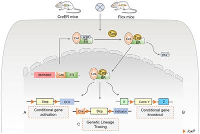 Cre-loxP-mediated genetic lineage tracing: Unraveling cell fate and origin in the developing heart